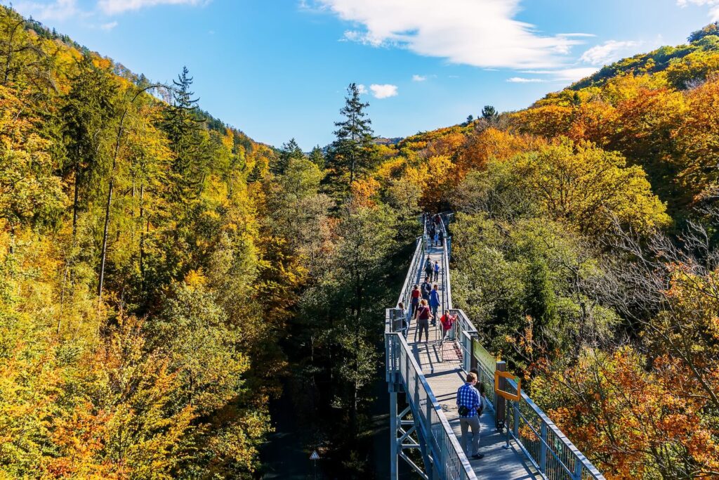 Goldenes Herbstlaub entlang des Baumwipfelpfads Harz